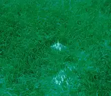 A dense bed of seagrass with a shell in the middle of it