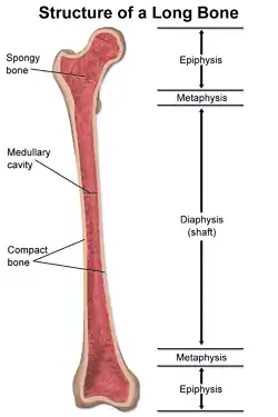 Parts of a long bone (Femur)