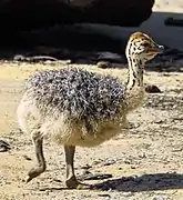 Ostrich chick standing