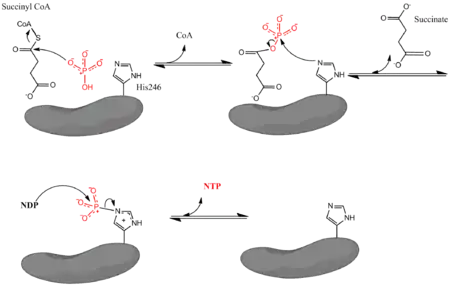 Mechanism for the reaction catalyzed by Succinyl-CoA Synthetase.