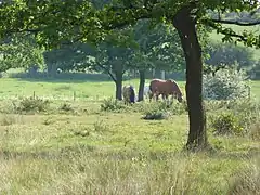 Sugar Fen, Norfolk