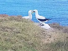 Two white birds and a fluffy white chick in long grass with sea in background