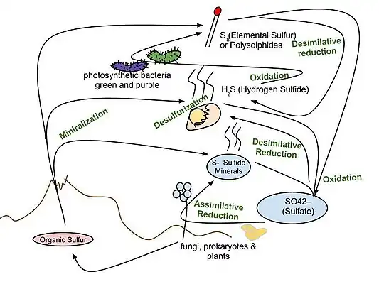 Sulfur cycle