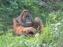 Brown orangutan