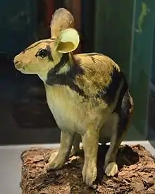 A model of a relatively large rabbit, with a slightly longer face and shorter, rounder ears, and fur patterned black and gold.