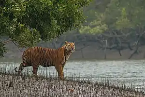 A tiger in theSundarban Tiger Reserve, Sundarban National Park