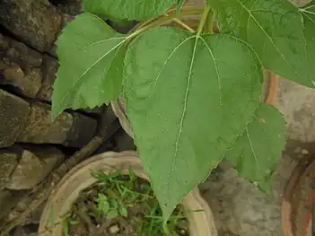 Leaves of a sunflower plant