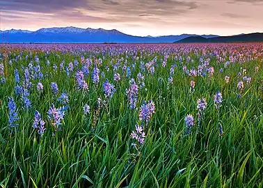 Sunrise at Camas Prairie Centennial Park