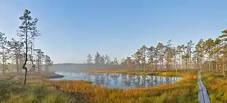 The bog at sunrise