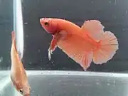 Super Orange female and male