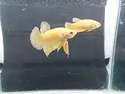 Super Yellow Plakat Halfmoon male and female