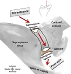 Suprascapular canal path