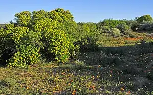 Vegetation in the Skilpad section