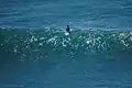 Surfer sitting on his board, thereby resting his back.