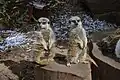 Meerkats