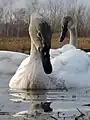 Curious young swan