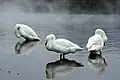 Whooper swans resting at Sunayu Onsen at Lake Kussharo, Japan