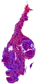 Cartogram of vote with each municipality rescaled in proportion to number of valid votes cast. Deeper blue represents a relative majority for the centre-right coalition, brighter red represents a relative majority for the left-wing coalition.