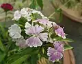 White sweet william with tinge of pink