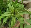 Flower bud of sweet william