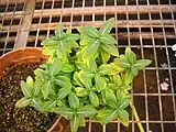 Symptoms of sweet potato little leaf phytoplasma on Catharanthus roseus