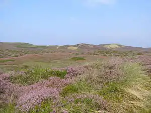 Geest (Island Sylt)