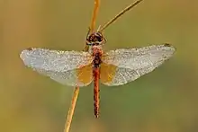 Sympetrum flaveolum male, stack of 36 frames