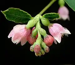 Common snowberry