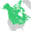 Symphyotrichum boreale native distribution: Canada — Alberta, British Columbia, Manitoba, New Brunswick, Newfoundland, Northwest Territories, Nova Scotia, Nunavut, Ontario, Prince Edward Island, Québec, Saskatchewan, and Yukon; US — Alaska, Colorado, Idaho, Illinois, Indiana, Iowa, Massachusetts, Michigan, Minnesota, Montana, Nebraska, New Hampshire, New Jersey, New York, North Dakota, Ohio, Pennsylvania, South Dakota, Vermont, Washington, West Virginia, Wisconsin, and Wyoming