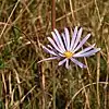 Photo of a flower head of S. chapmanii taken 24 November 2015 in Apalachicola National Forest, Florida.