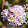 S. defoliatum: San Bernardino aster, 16 October 2016, San Diego County, California.