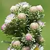 S. frondosum: Photo of an inflorescence of Symphyotrichum frondosum taken 27 August 2016 at Big Bear Lake, California, US.