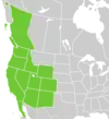 Symphyotrichum frondosum distribution map: Canada — British Columbia; Mexico — Baja California; US — Arizona, California, Colorado, Idaho, Nevada, New Mexico, Oregon, Utah, Washington, and Wyoming.