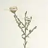 S. hintonii: Details of the inflorescence of a specimen of Symphyotrichum hintonii collected in Guerrero, Mexico, on 21 December 1937.