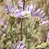 S. jessicae photo of inflorescence observed 29 August 2023, Whitman county, Washington, US