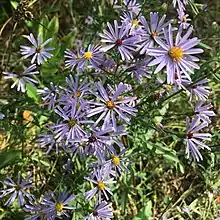 S. laeve photographed 6 September 2020, MacGregor Point Provincial Park, Saugeen Shores, Ontario, Canada.