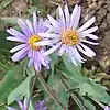 S. molle: Two flower heads of Symphyotrichum molle