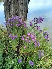 About eight to ten New England aster plants in full bloom growing next to a tree by a lake