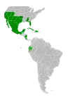 Symphyotrichum parviflorum native distribution: USA (Alabama, Arizona, California, Florida, Nevada, New Mexico, Oklahoma, Texas, Utah); Costa Rica; Belize; Cuba; Ecuador; Mexico (Aguascalientes, Baja California Norte, Baja California Sur, Campeche, Chiapas, Chihuahua, Coahuila, Colima, Ciudad de Mexico, Durango, Guanajuato, Guerrero, Hidalgo, Jalisco, México State, Michoacan, Morelos, Nayarit, Nuevo León, Oaxaca, Puebla, Querétaro, Quintana Roo, San Luis Potosí, Sinaloa, Sonora, Tabasco, Tamaulipas, Tlaxcala, Veracruz, Yucatán, Zacatecas); Belize; Nicaragua; Haiti; Dominican Republic.