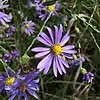 S. patens: Photo of Symphyotrichum patens taken 20 October 2020 in Polkton, North Carolina, US.