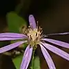 S. phlogifolium: Photo of Symphyotrichum phlogifolium taken 17 September 2020 in Ohio, US.