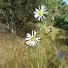 S. simmonsii photographed 18 December 2020, near Miromar Lakes, Florida, US.