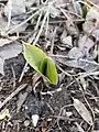 Skunk cabbage emerging from ground during winter