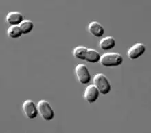 Synechococcus, a widespread marine cyanobacterium