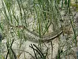 Among seagrass.