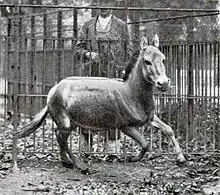 A galloping wild ass in Vienna Zoo, 1915. The local subspecies is now extinct.