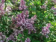 Syringa meyeri 'Palibin'