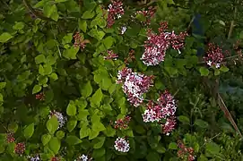 Syringa microphylla