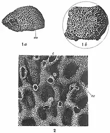 Fig. 1. "Syringammina fragilissima." Natural size, a, side view of a fragment representing about half an entire specimen; aa, original surface of specimen; b, ventral view of same specimen, showing uneven fractured surface near the middle of the test; dotted line shows approximately the original outline of the test. (After Brady)  2. "Syringammina fragilissima." ×8. Portion of a radial section, showing at c one of the smaller secondary canals, and at cc one of the concentric reticulated partitions. (After Brady.)