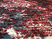 Capsicum fruits in Szeged